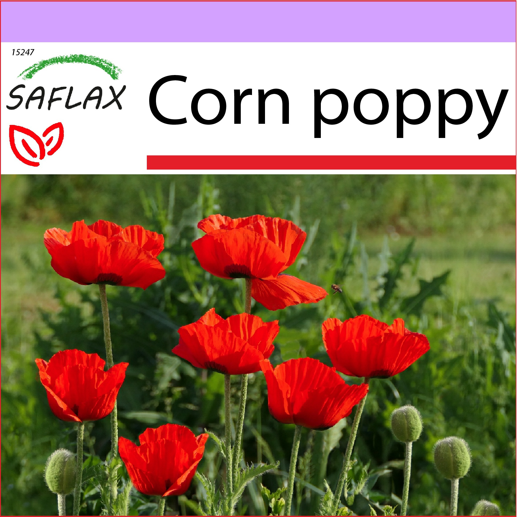 SAFLAX - Corn poppy - 27000 seeds - Papaver