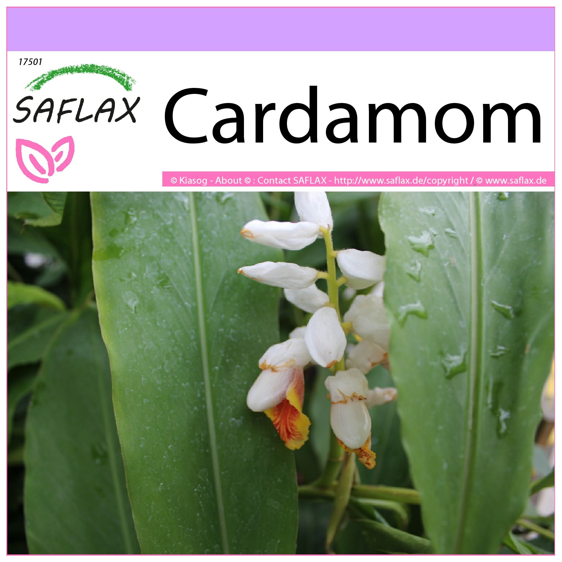 SAFLAX - Cardamom - 20 seeds - Elettaria