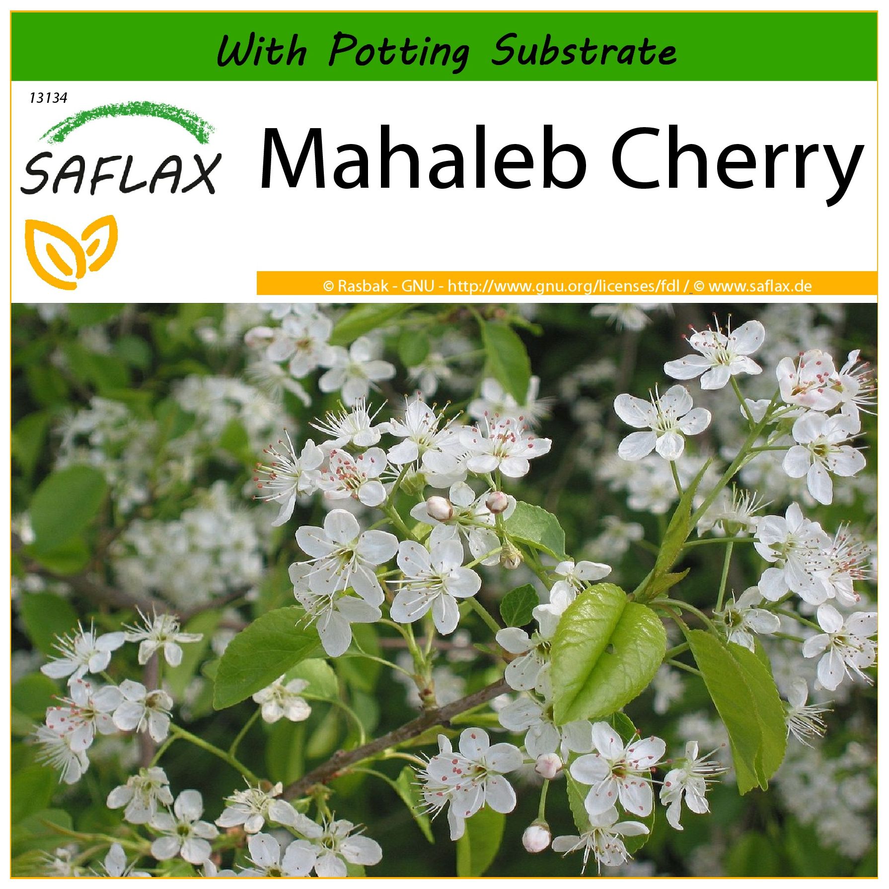 SAFLAX - Mahaleb Cherry - 30 seeds - With soil - Prunus