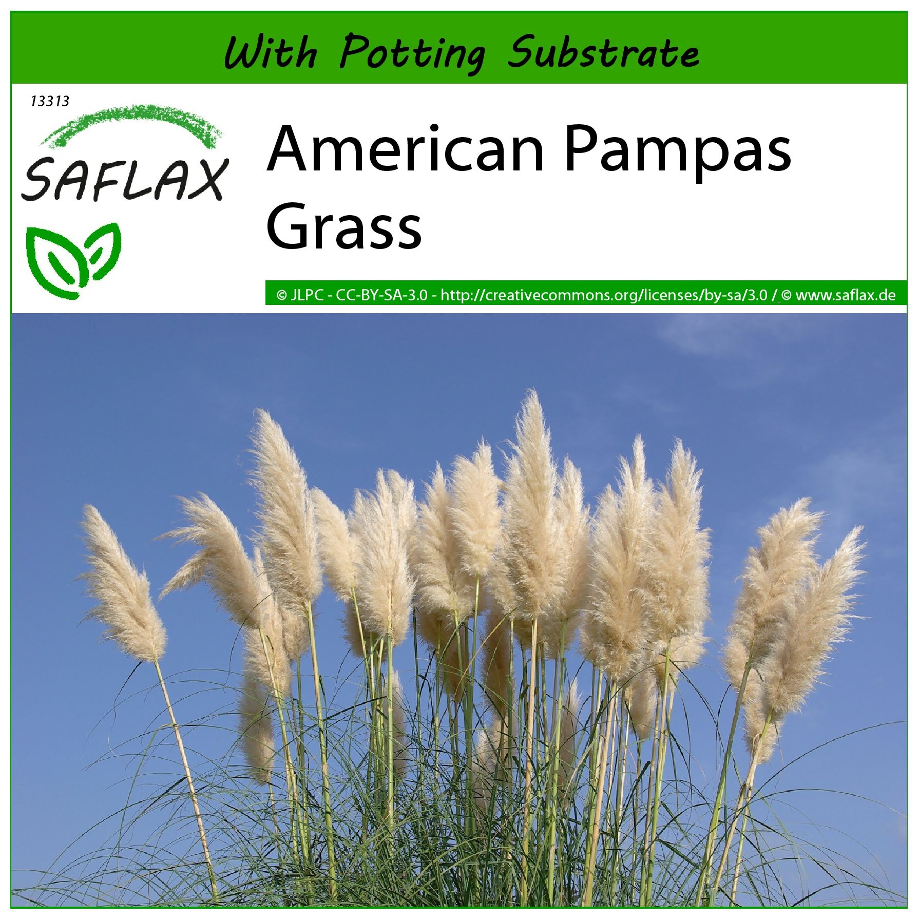 SAFLAX - American Pampas Grass - 200 seeds - With soil - Cortaderia